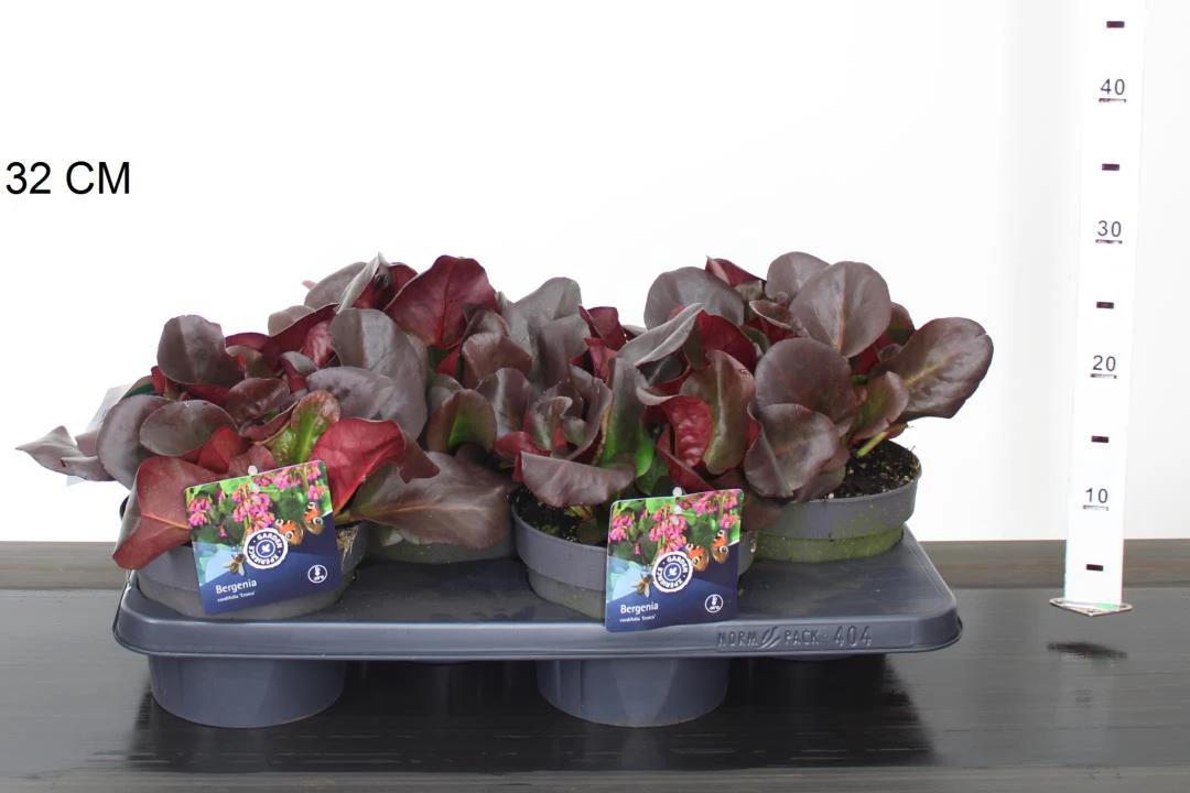 Bergenia cordifolia Eroica - Image 3