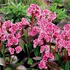 Bergenia Dragonfly Sakura - Image 3