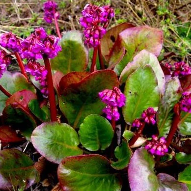 Bergenia 'Eroica' - Image 2