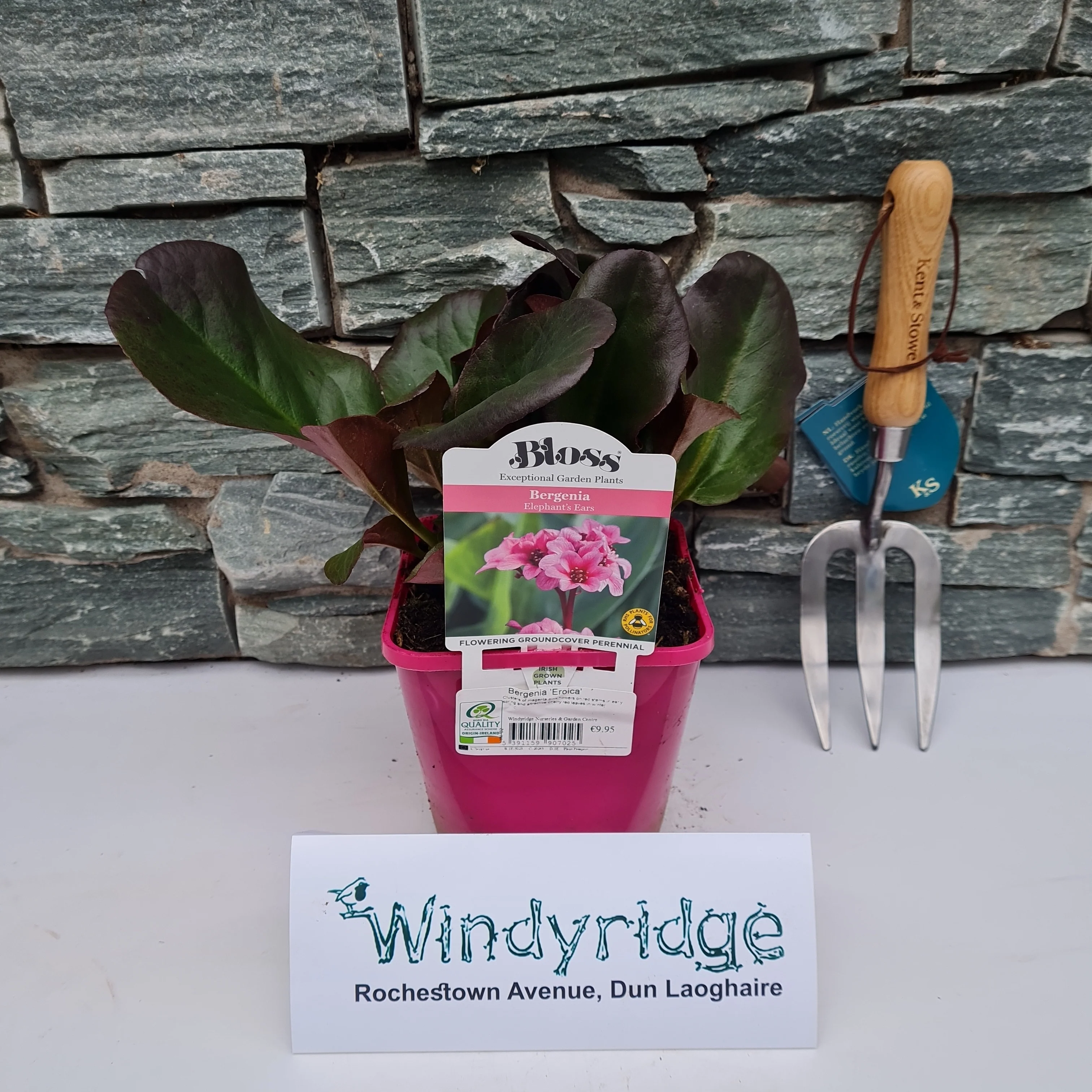 Bergenia 'Eroica' - Image 3