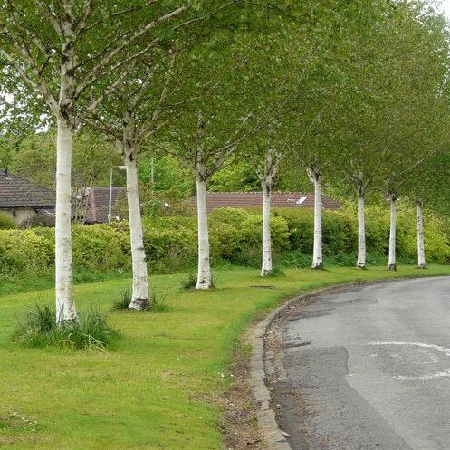 BETULA JACQUEMONTII - Image 2