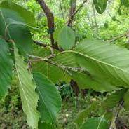 BETULA JACQUEMONTII - Image 5