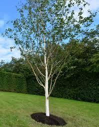 BETULA JACQUEMONTII - Image 2