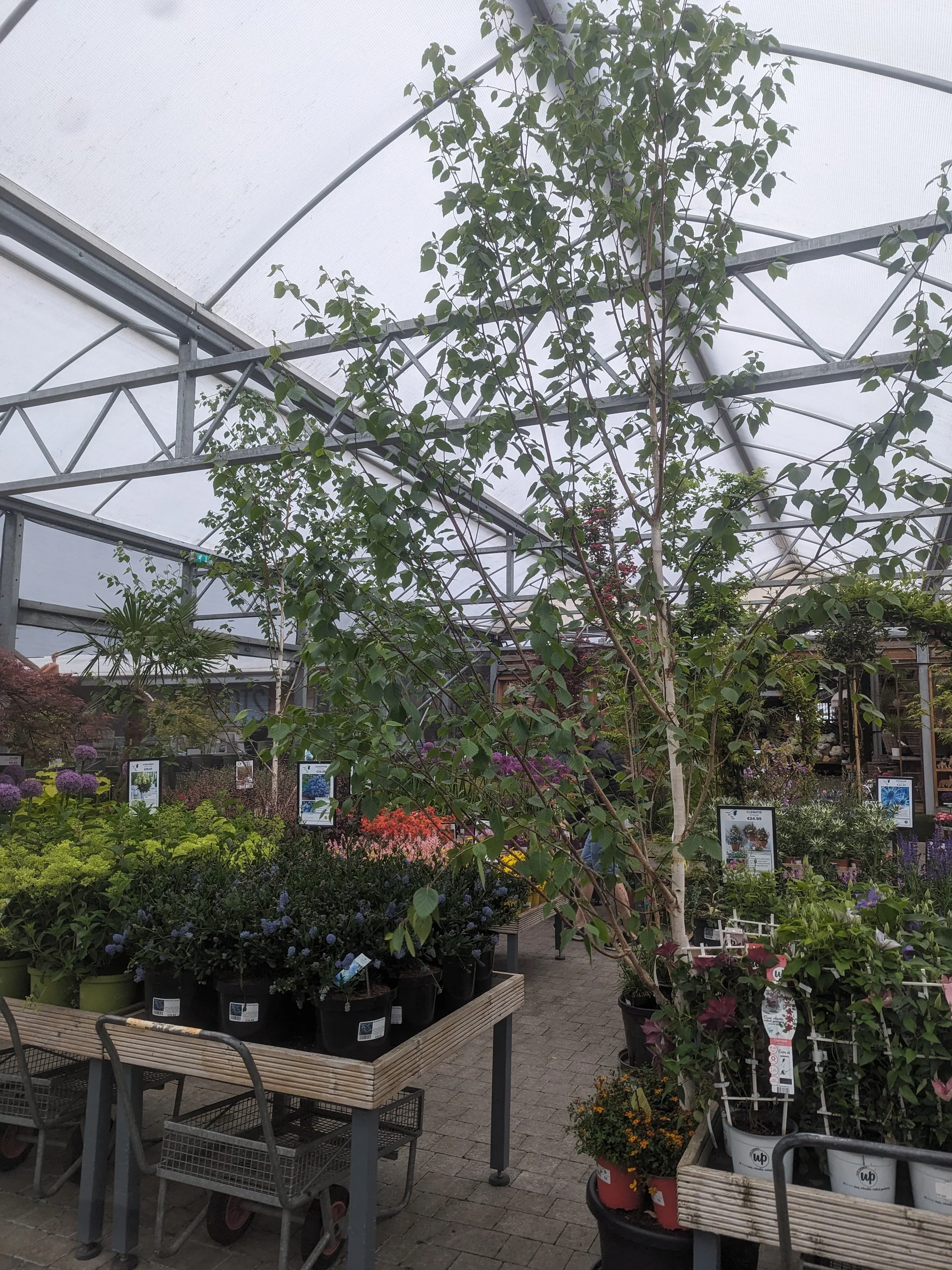 BETULA JACQUEMONTII - Image 3
