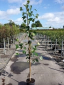 BETULA JACQUEMONTII - Image 3