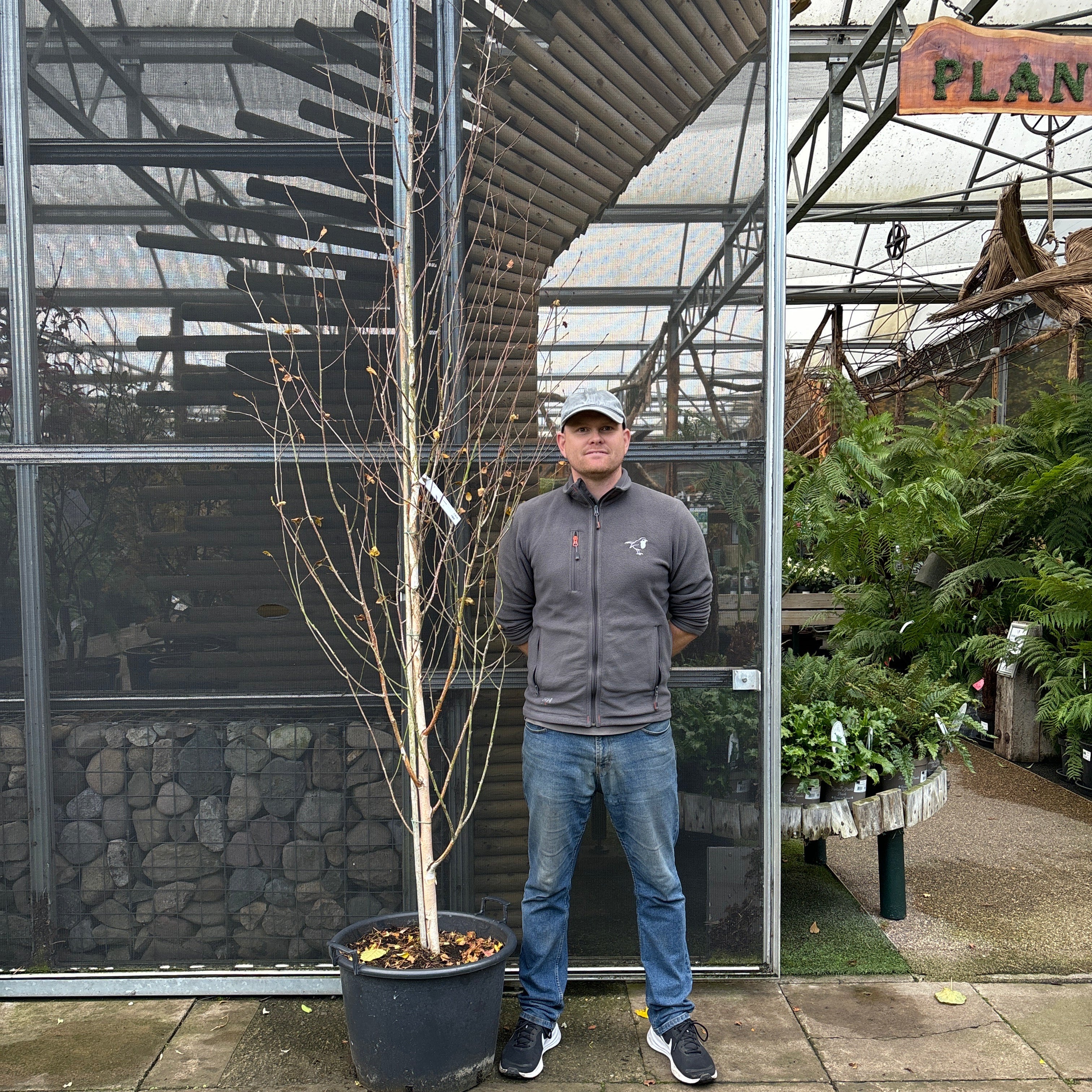 Betula Jacquemontii