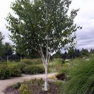 Betula Jacquemontii - Image 3