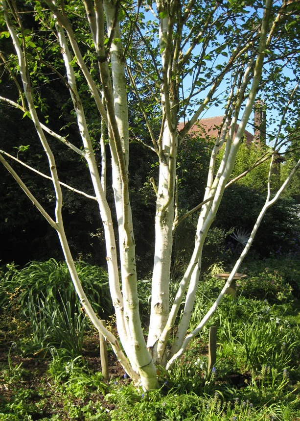 BETULA JACQUEMONTII (Multistem)