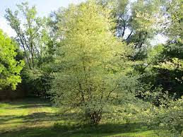 Betula nigra Shiloh Splash - Image 2