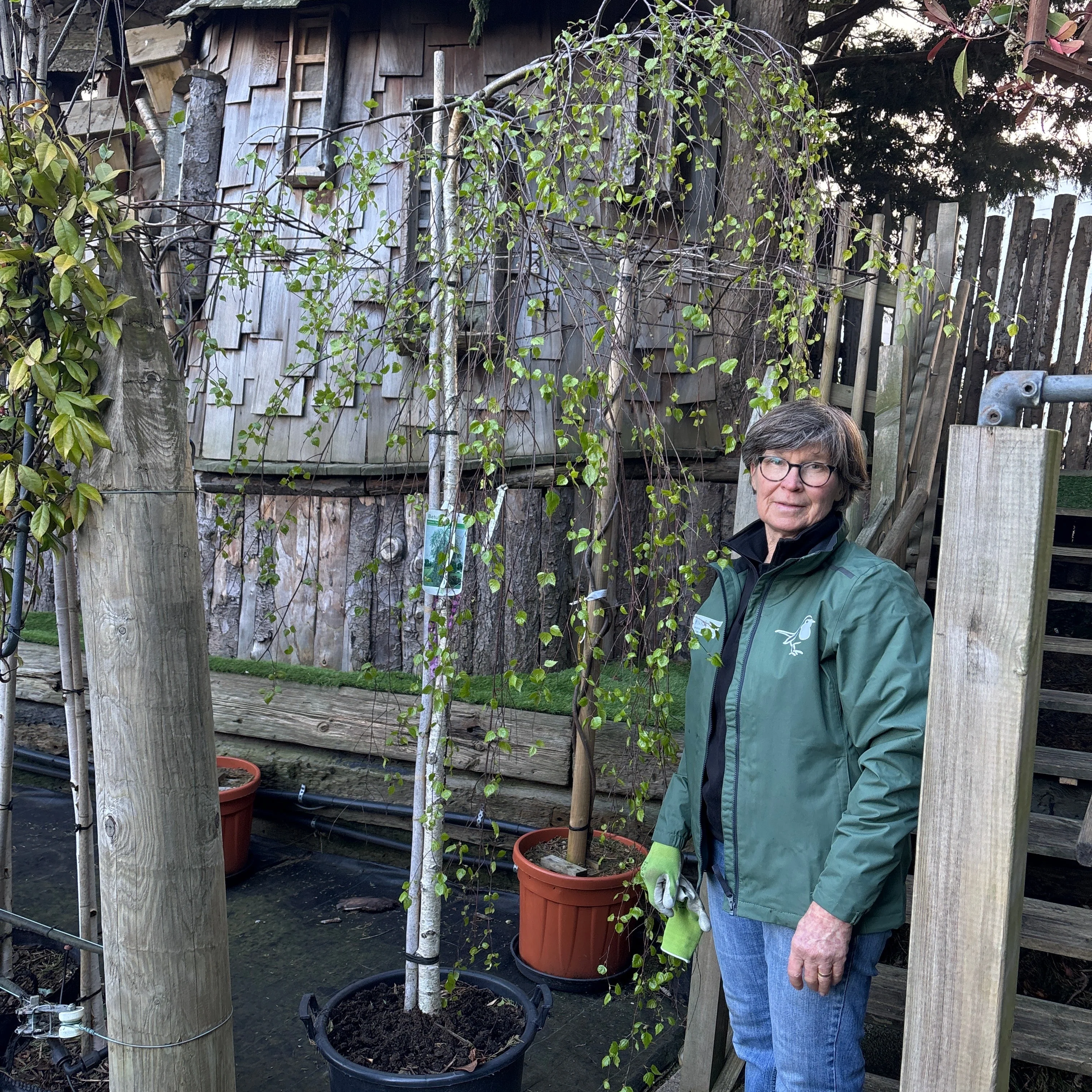 Betula p. Youngii 35L 8/10 180cm Stem