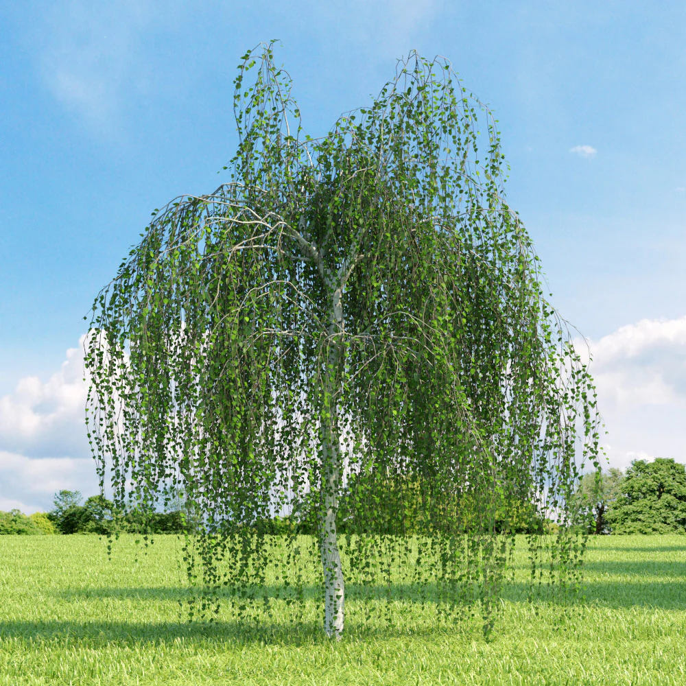 BETULA PENDULA