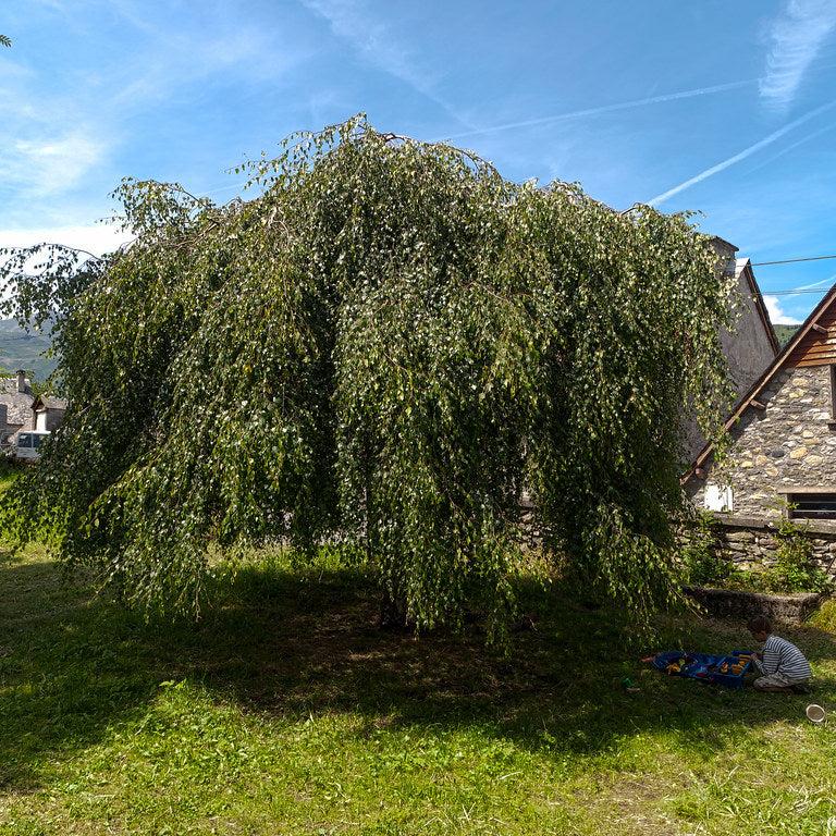 BETULA PENDULA YOUNGII - Image 2