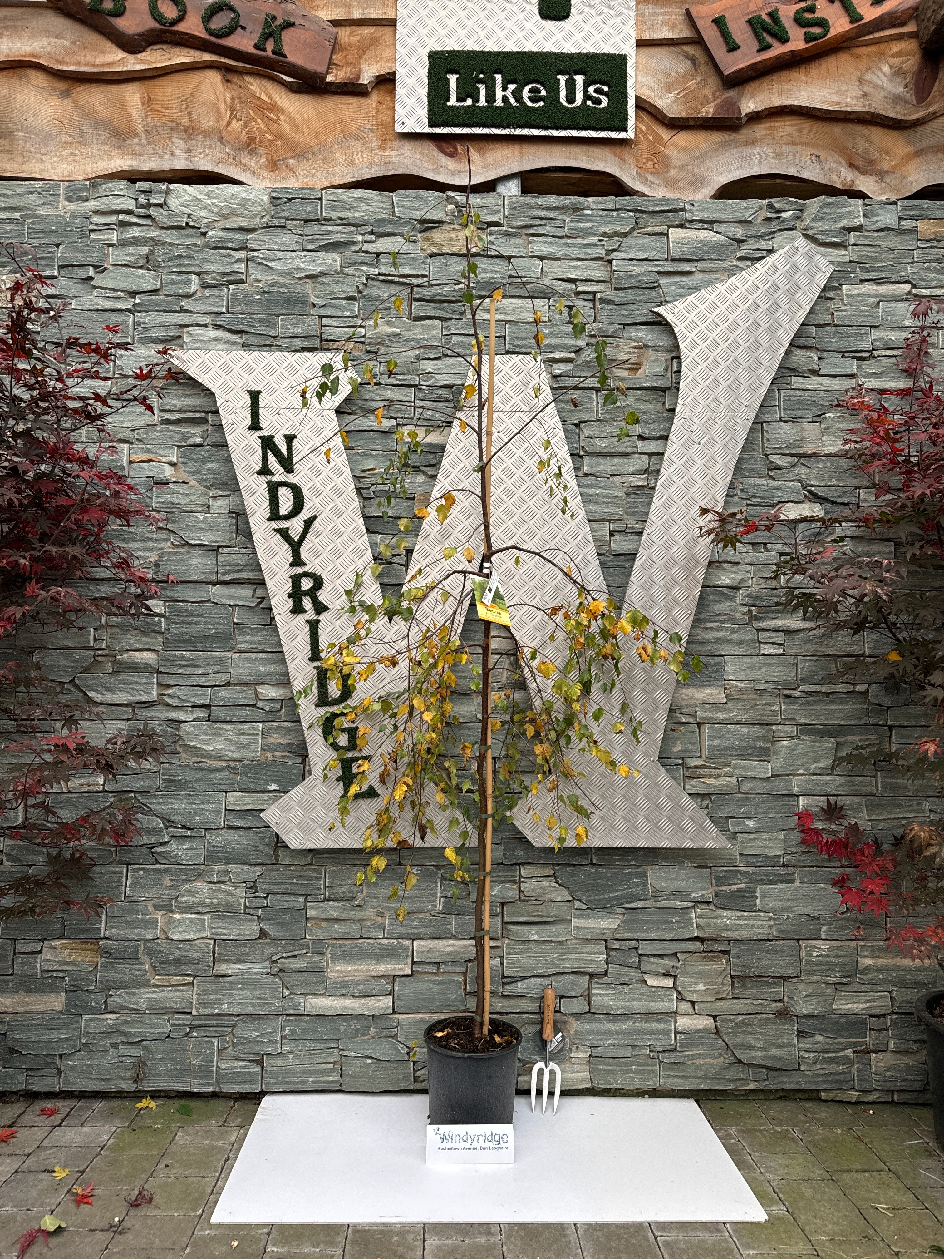 BETULA PENDULA YOUNGII - Image 6