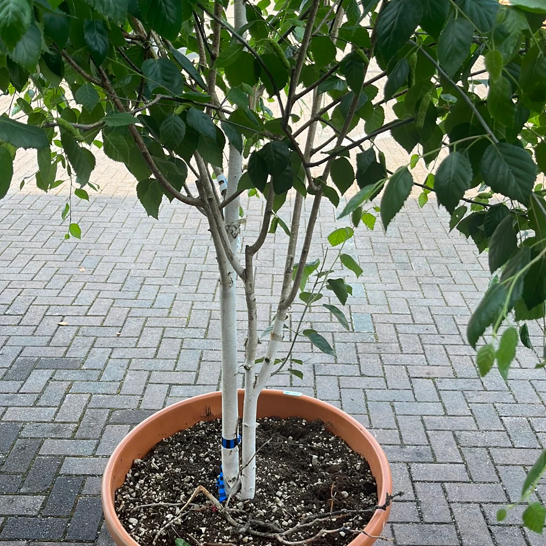 BETULA UTILIS JAQUEMONTII CLT 130 H 150 +  CM     PARACADUTE - Image 2