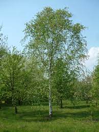 BETULA UTILIS JAQUEMONTII CLT 130 H 150 +  CM     PARACADUTE - Image 3