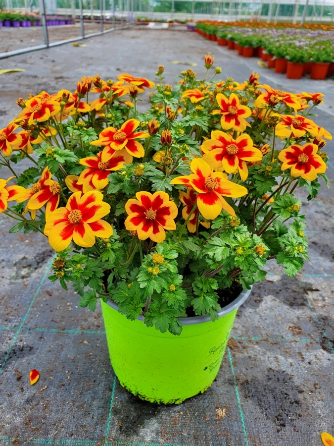 BIDENS BIDY MIXED
