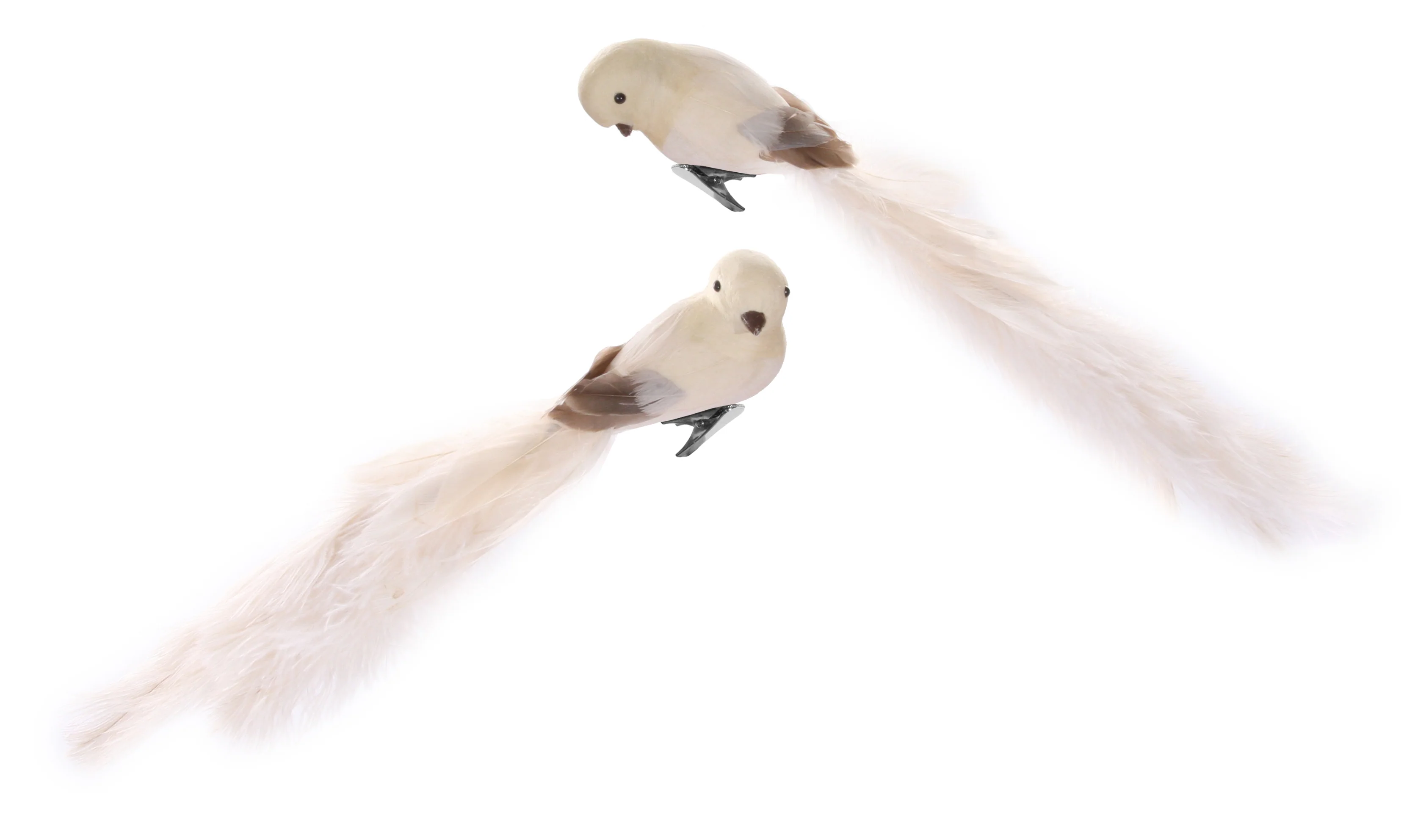 Bird with clip cream oistrich tail