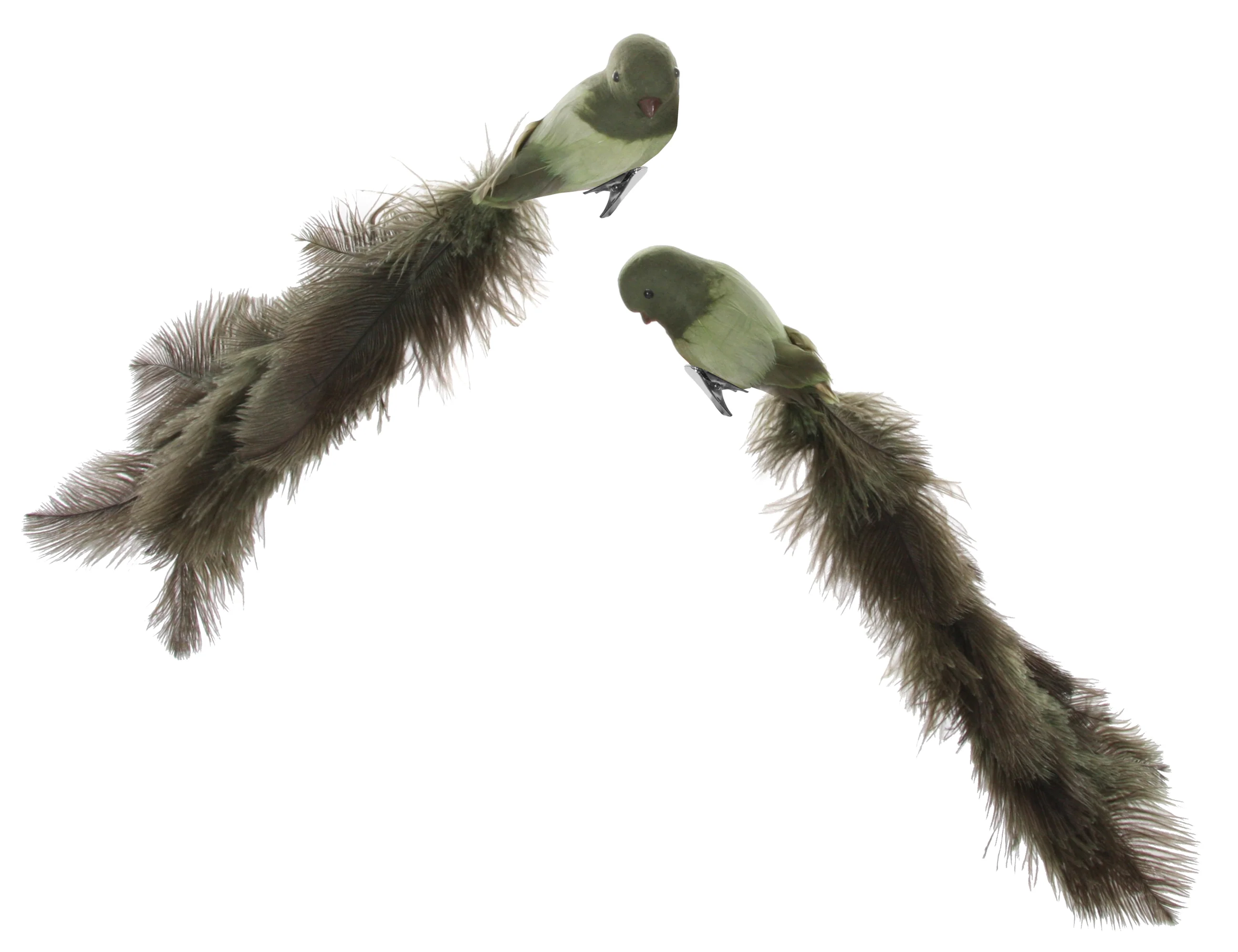 Bird with clip green oistrich tail