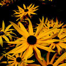 Rudbeckia f. v. sul.'Goldsturm - Image 3