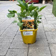 Rudbeckia f. v. sul.'Goldsturm - Image 4