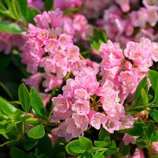 Bloombux  Magenta - Image 2