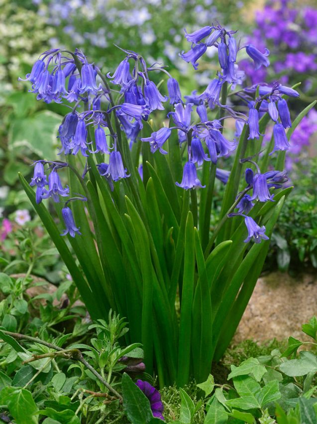 BLUEBELLS PROMO HYACINTHOIDES NON-SCRIPTA X 20 - Image 2