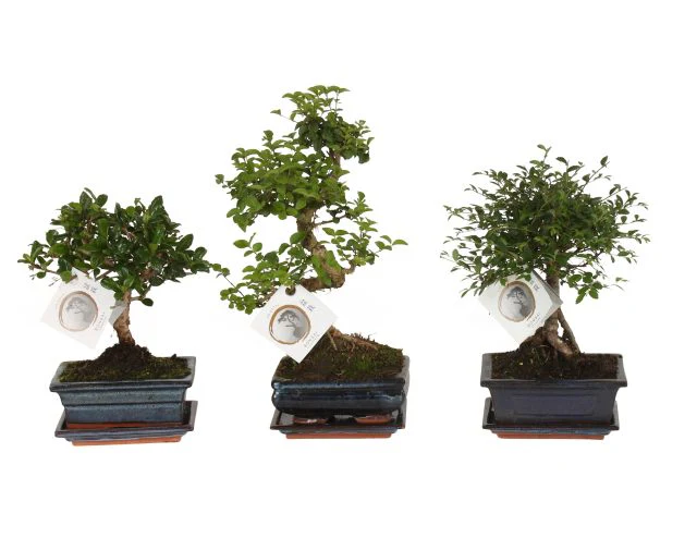 Bonsai mix (nr.A1150001)  P15
