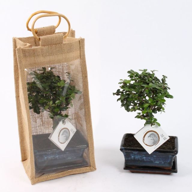 Bonsai mix (nr.A1151934) / P15  jute bag - Image 2