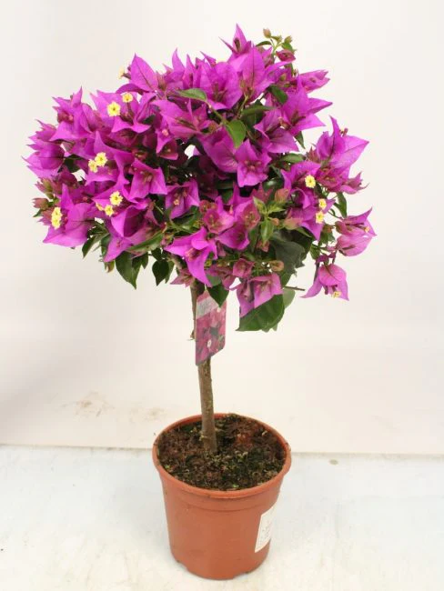 Bougainvillea Alexandra on a stem