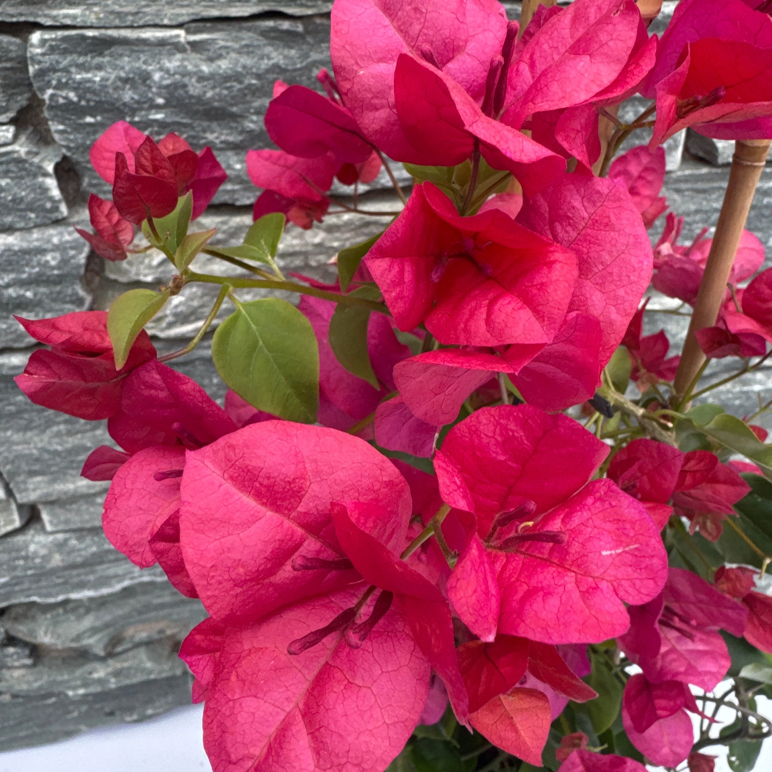 Bougainvillea red  P17- 3 cane pyr - Image 2