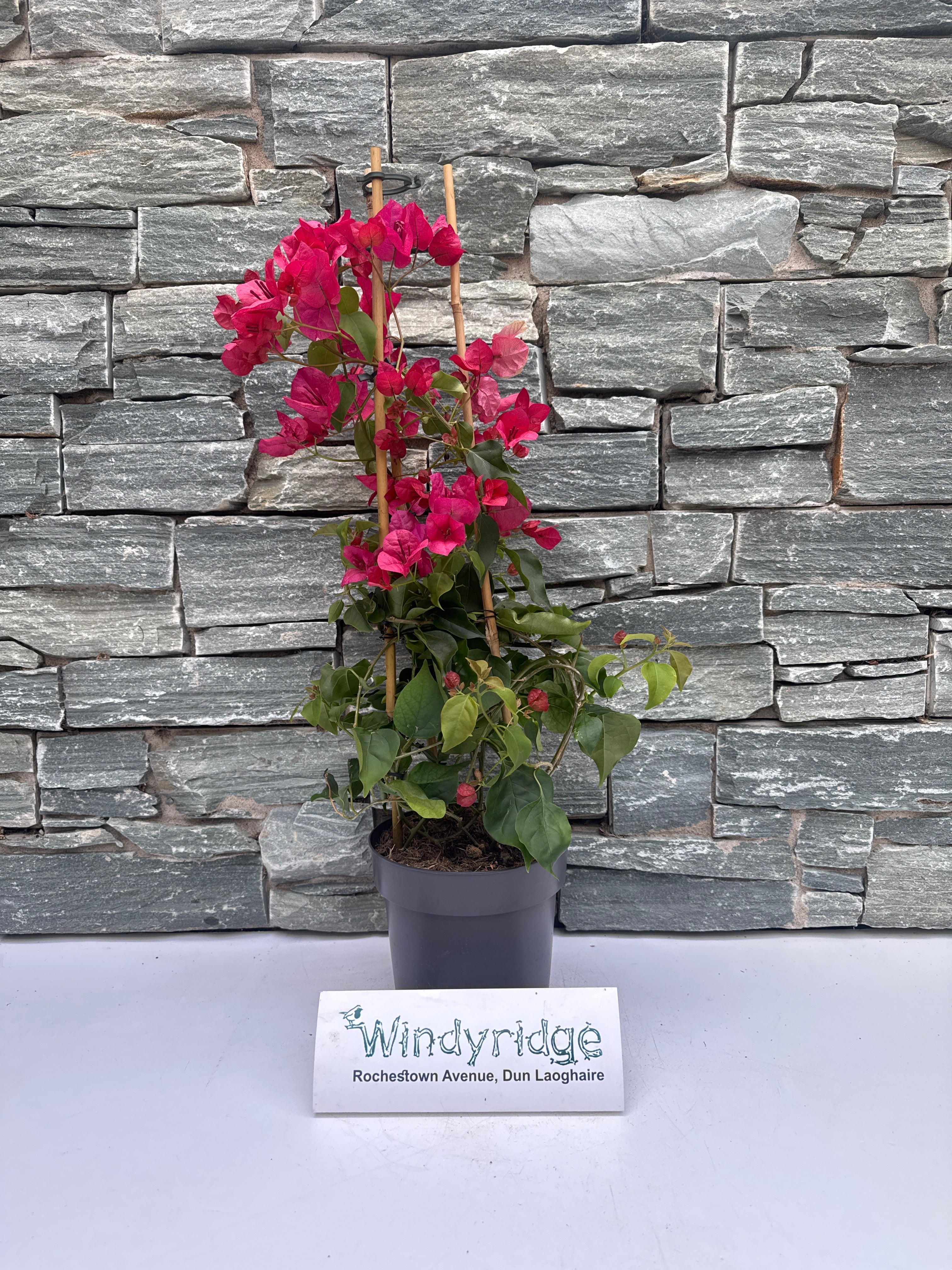 Bougainvillea red  P17- 3 cane pyr - Image 3
