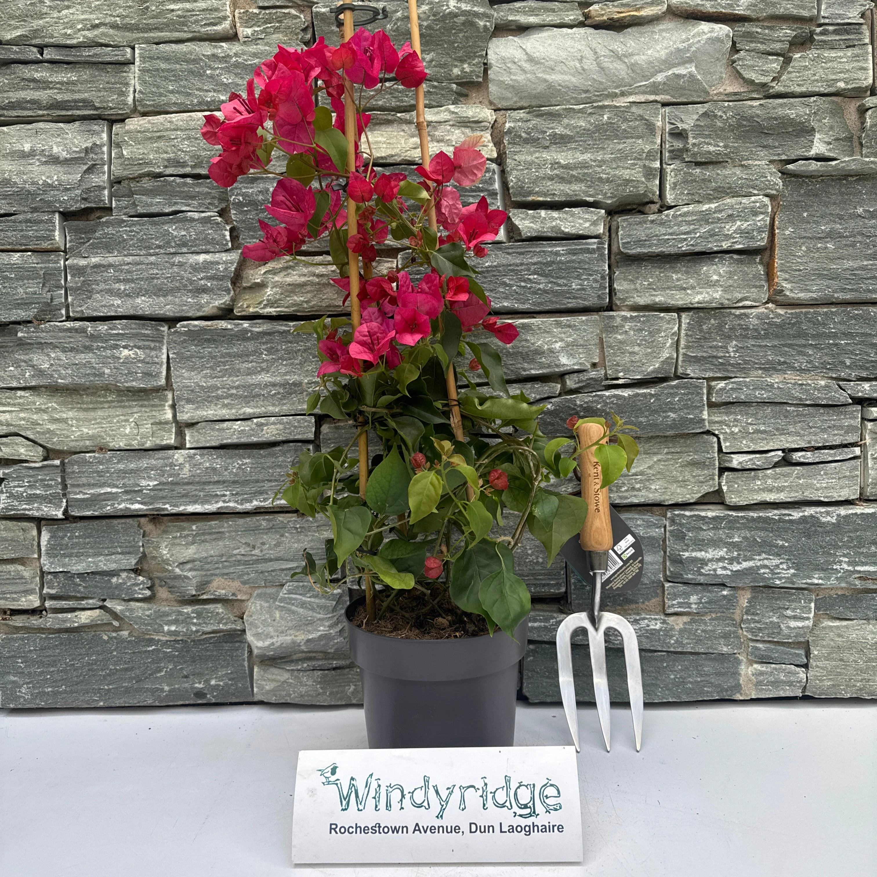 Bougainvillea red  P17- 3 cane pyr - Image 4