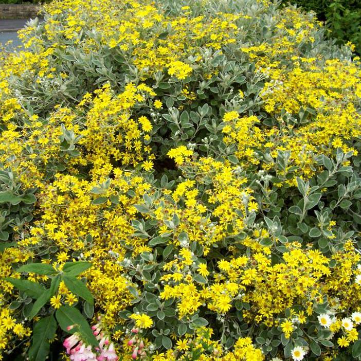 Brachyglottis Sunshine  2 Ltr pot - Image 2