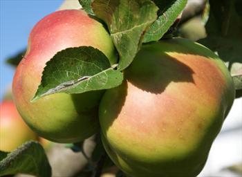 Bramleys seedling - Image 2