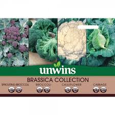 Brasscia Collection 4 in 1 Vegetable