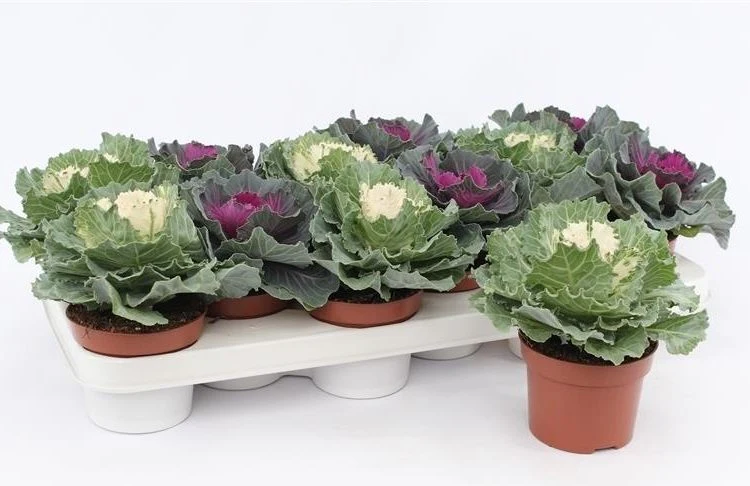 Brassica (smooth)