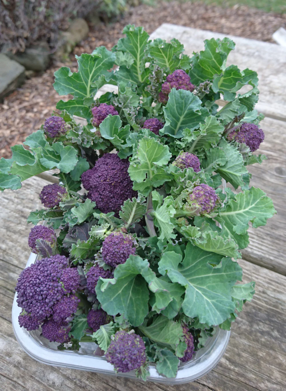 Broccoli Early Purple Sprouting - Image 2
