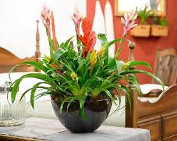 Bromelia Classic Mix  (9cm Pot) - Image 2