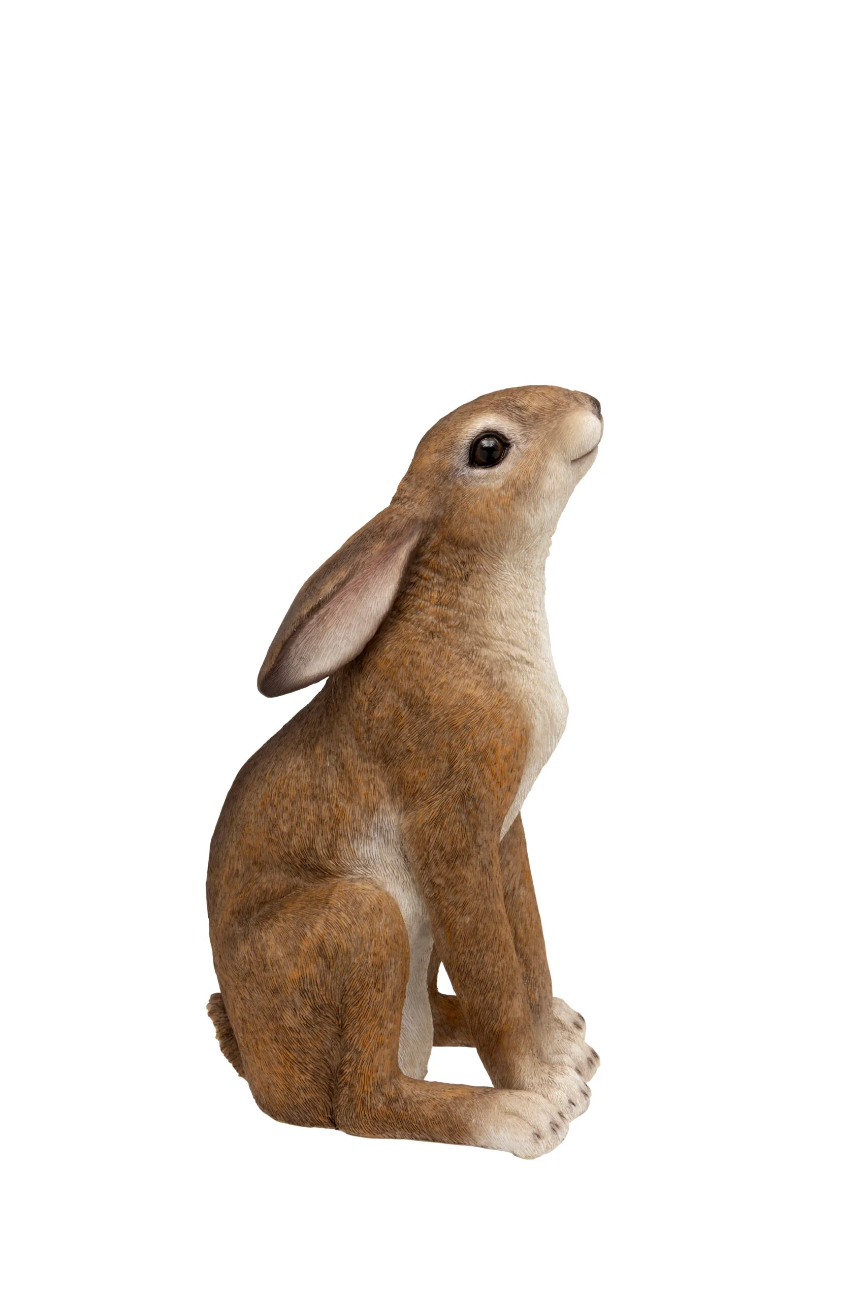 Brown Gazing Hare