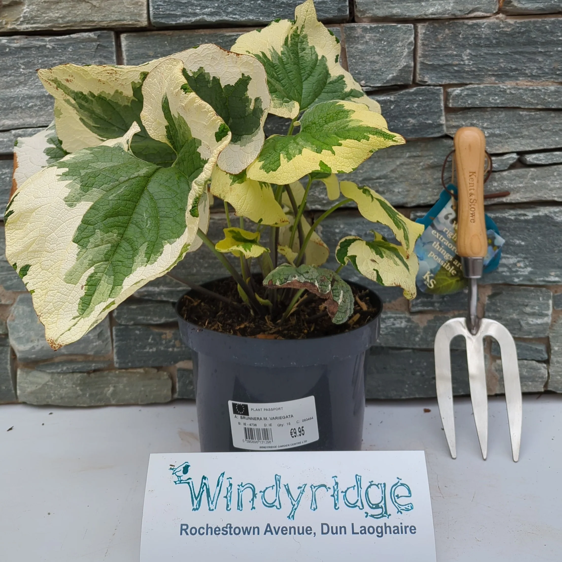 BRUNNERA M. VARIEGATA - Image 2