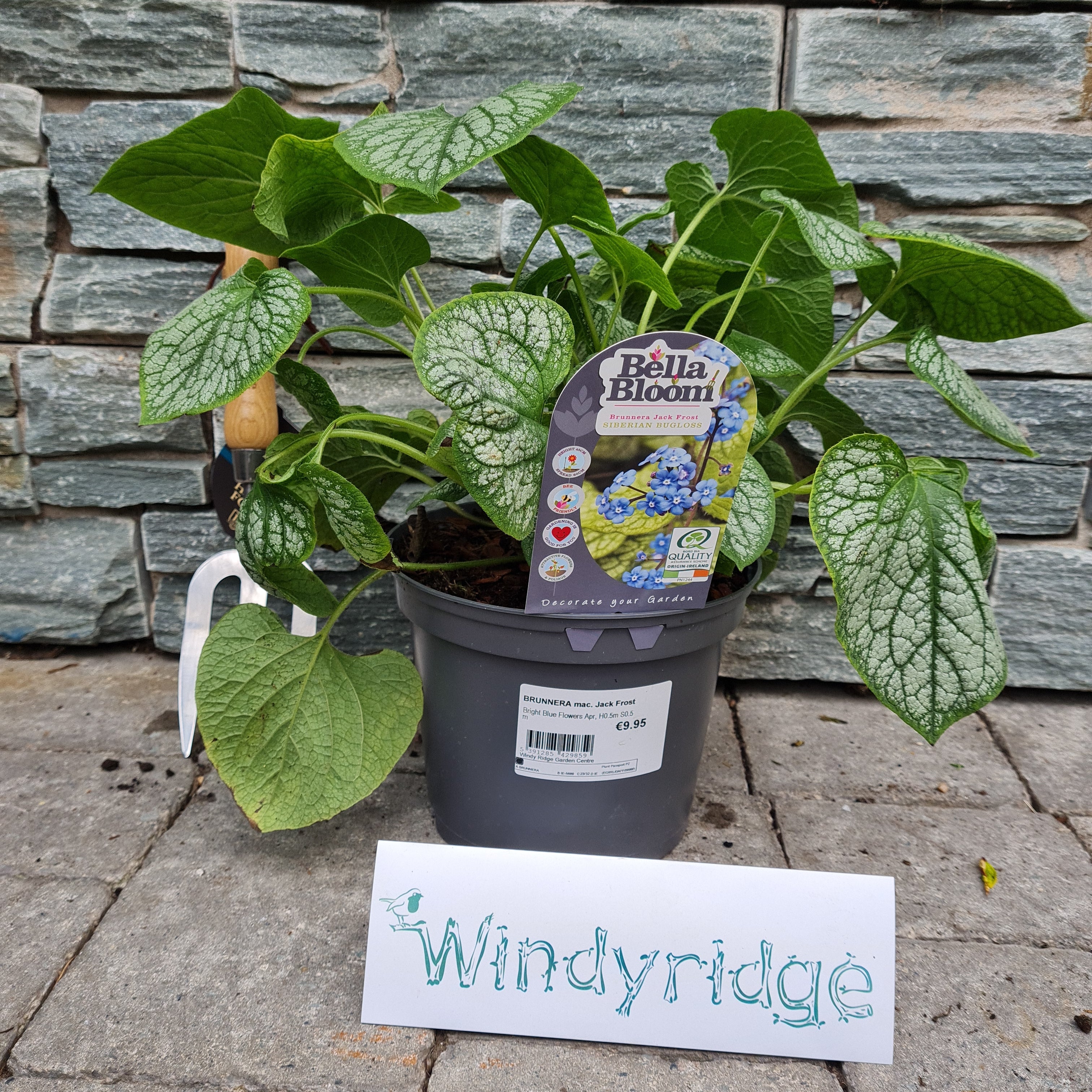 BRUNNERA mac. Jack Frost - Image 2