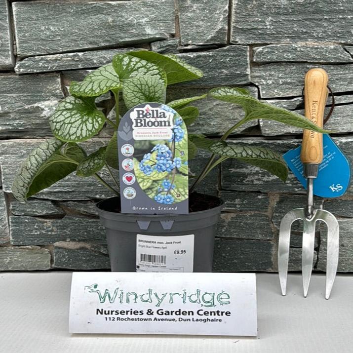 BRUNNERA mac. Jack Frost - Image 2