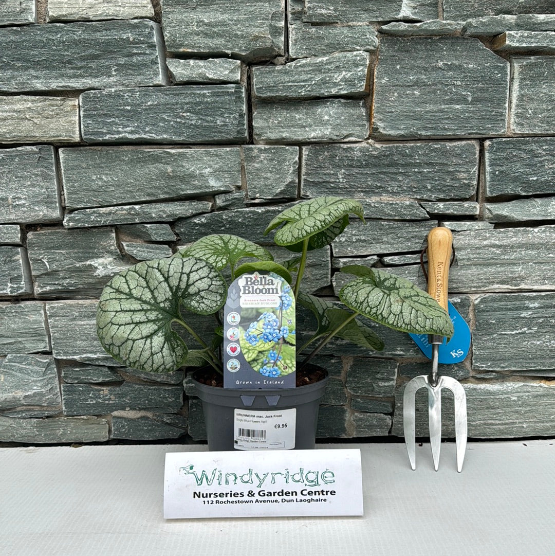 BRUNNERA mac. Jack Frost - Image 3