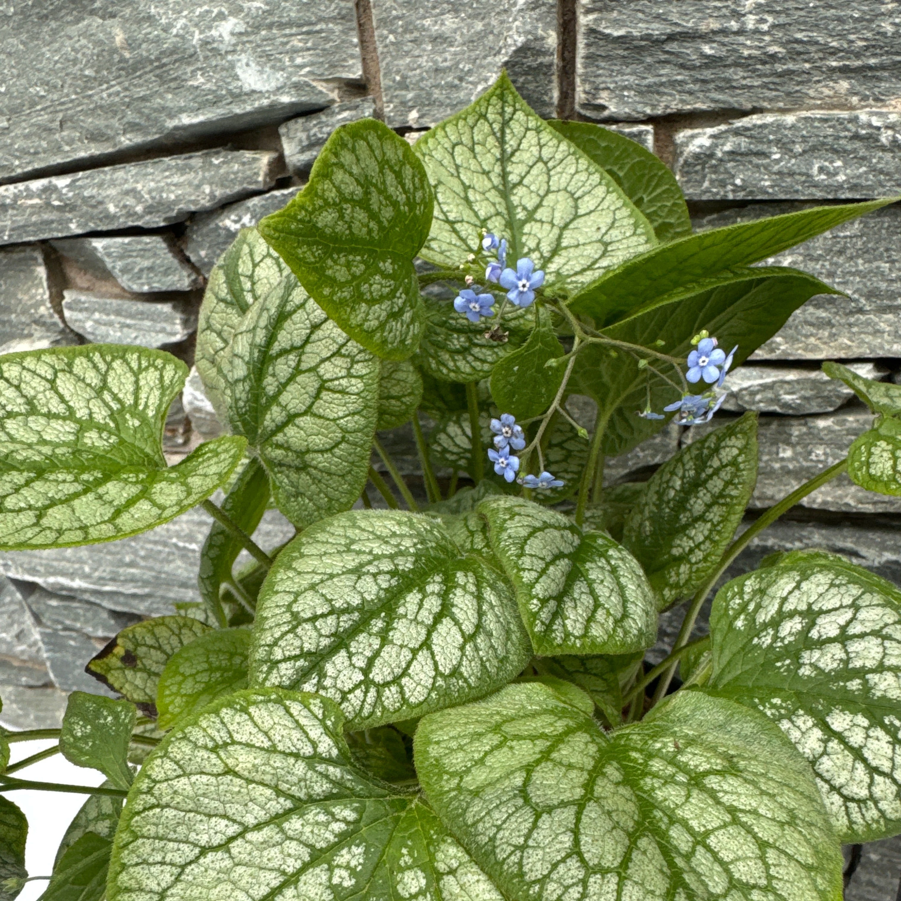 BRUNNERA mac. Jack Frost - Image 2