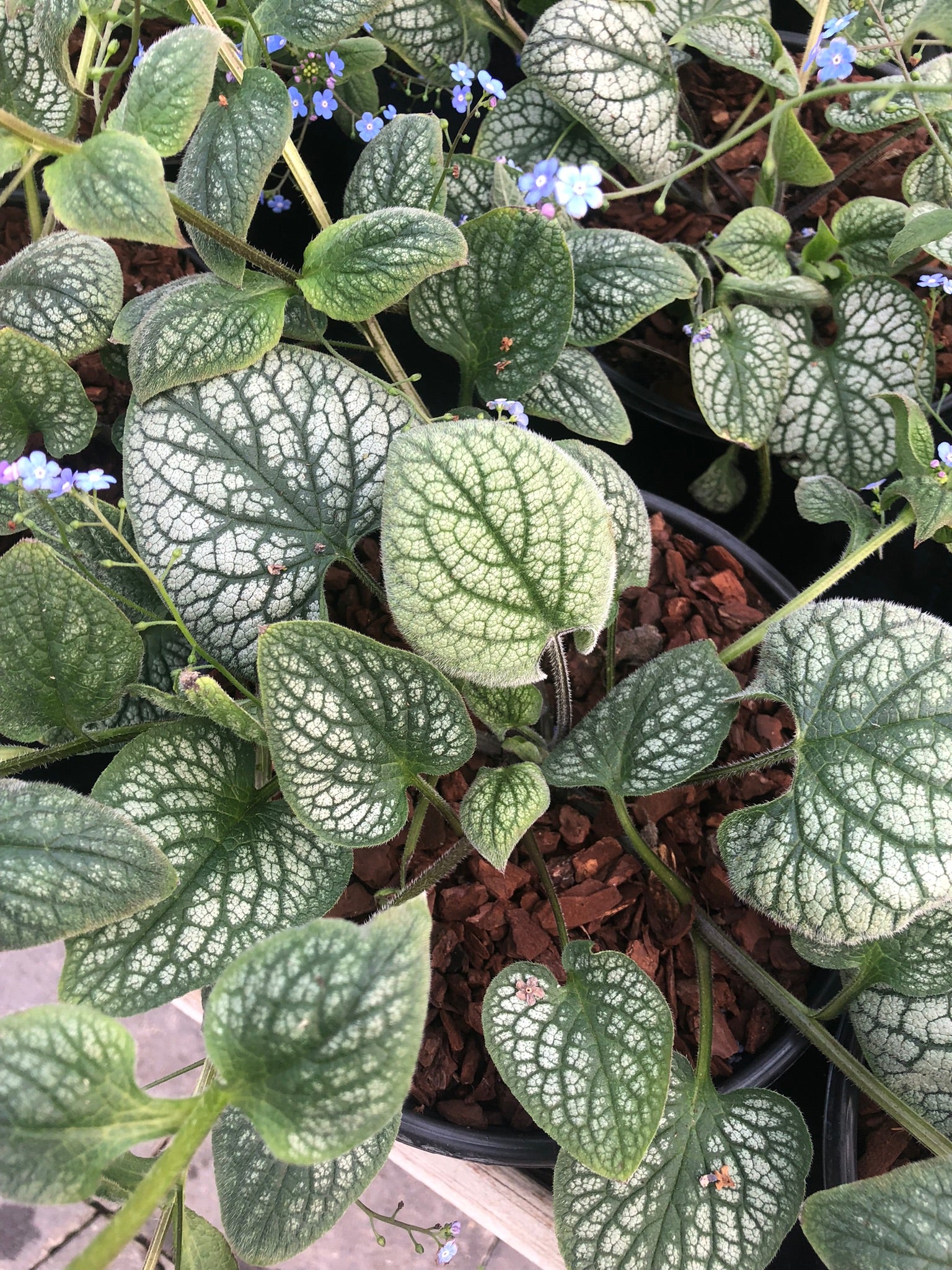 BRUNNERA mac. Jack of Diamonds - Image 3