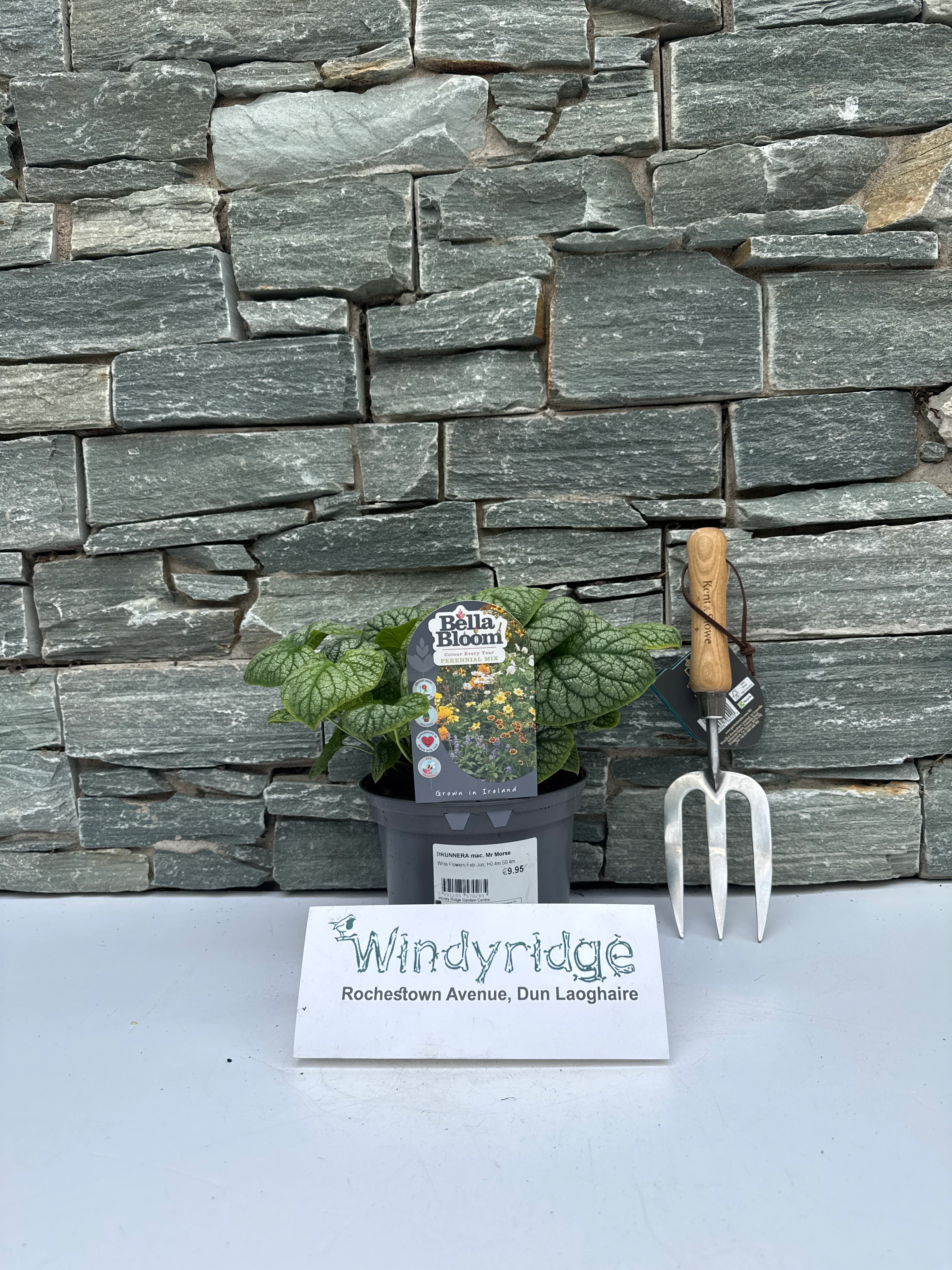 BRUNNERA mac. Mr Morse - Image 3