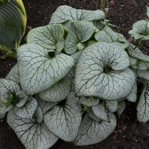 BRUNNERA mac. 'Sterling Silver' - Image 2