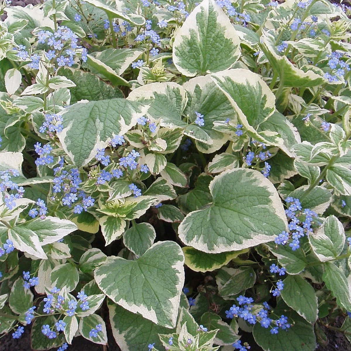 Brunnera macr. Variegata 2L - Image 2