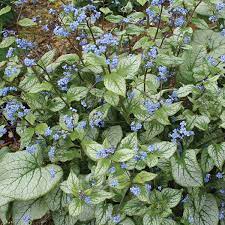 Brunnera macrophylla
