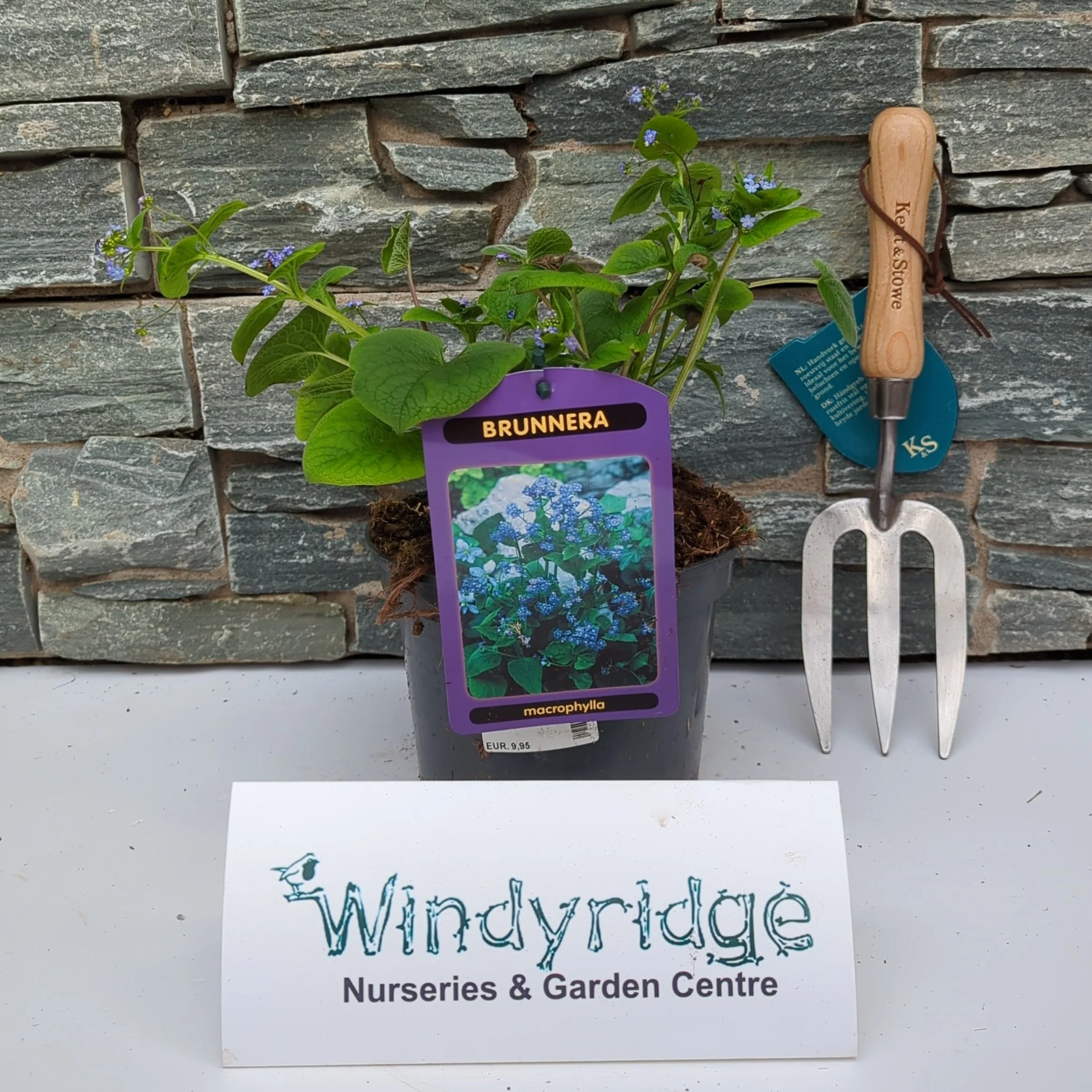 Brunnera macrophylla - Image 2
